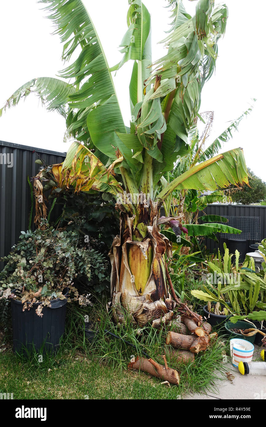 Ensete ventricosum, abyssinian banana tree Stock Photo Alamy
