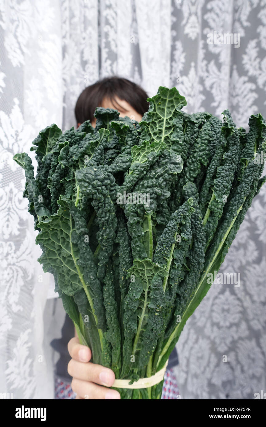 Lacinato kale or known as Tuscan Kale Stock Photo