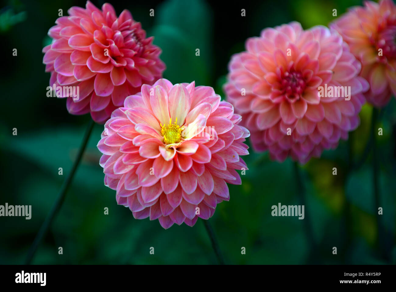 dahlia evening glow,peach,orange,flower,flowers,flowering,dahlias,RM Floral Stock Photo