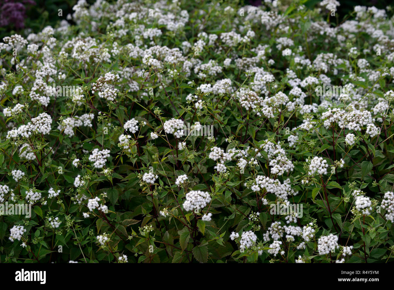 eupatorium rugosum album,Ageratina altissima var altissima,white,flower,flowers,flowering,RM floral Stock Photo