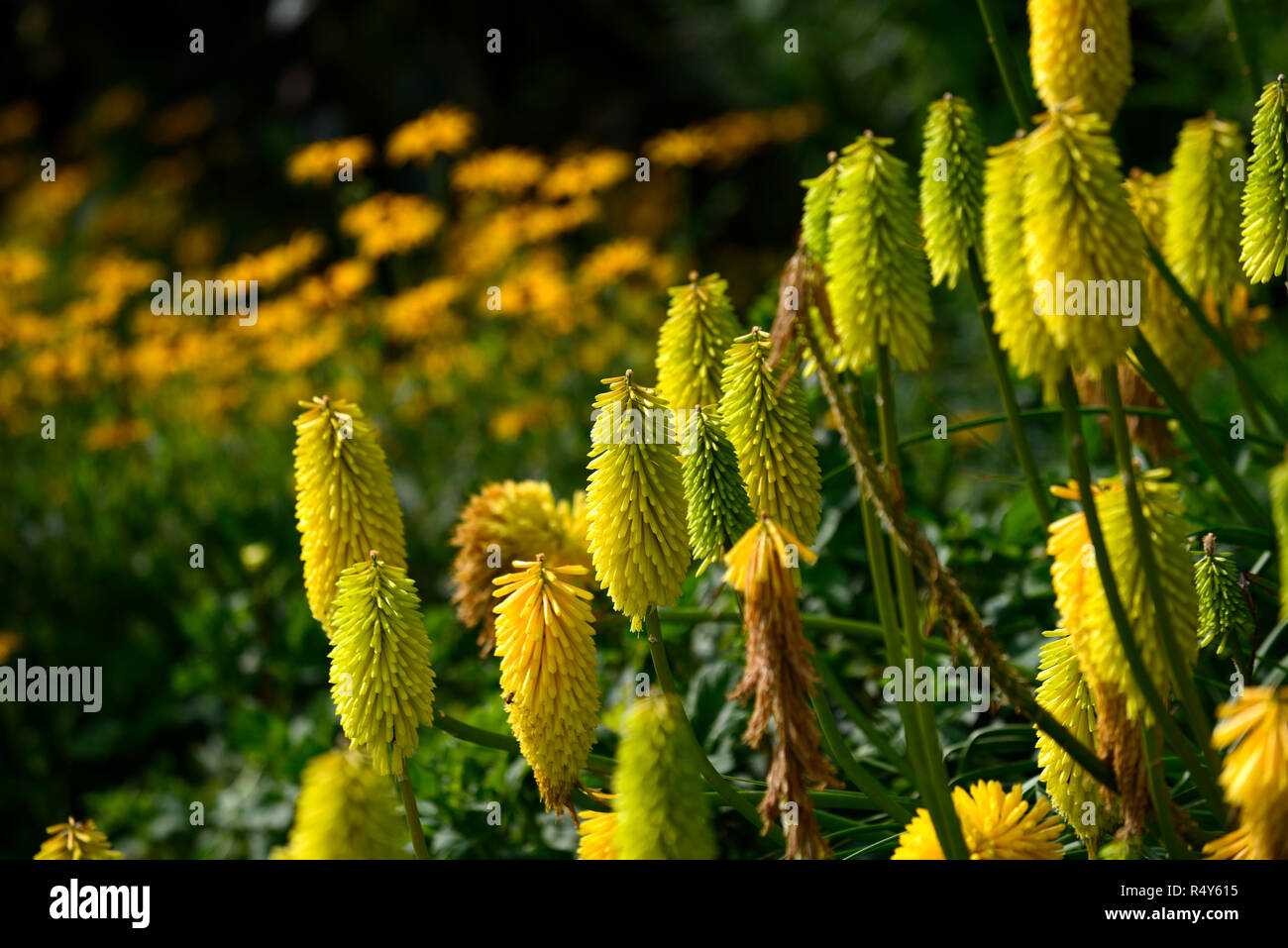 Kniphofia Bees Lemon,torch lily,red hot poker,yellow,tubular flower spike,flowers,flowering,mix,mixed,bed,border,RM Floral Stock Photo