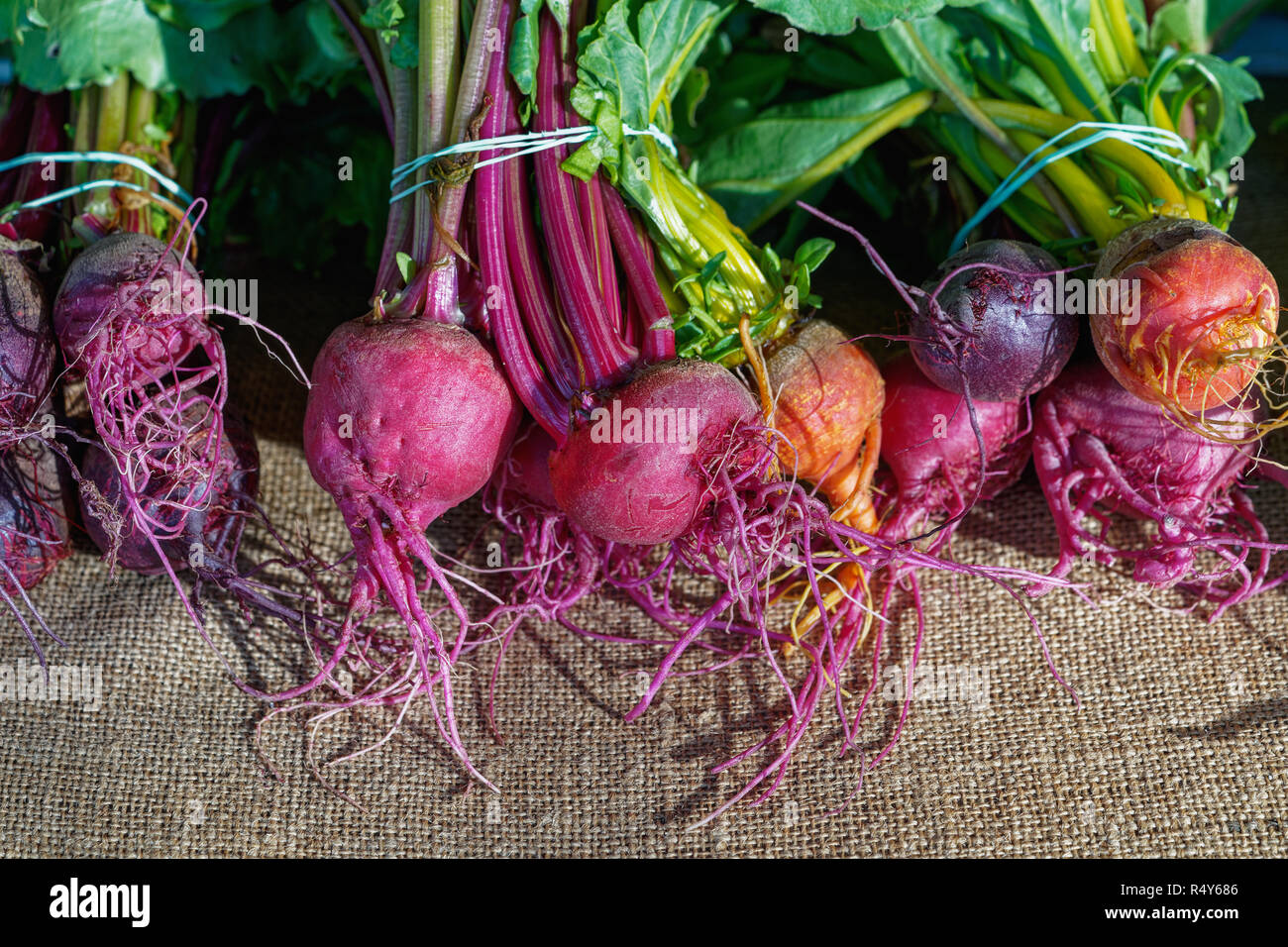 vibrant colorful fresh beets in bunches sitting on a table covered with ...