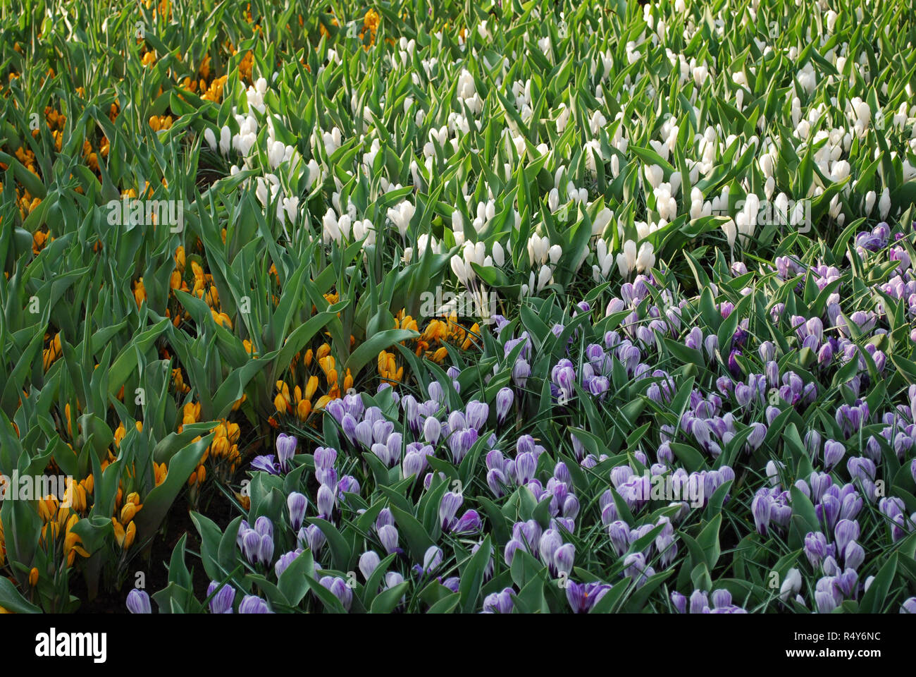 Purple and white striped flower hi-res stock photography and images - Alamy