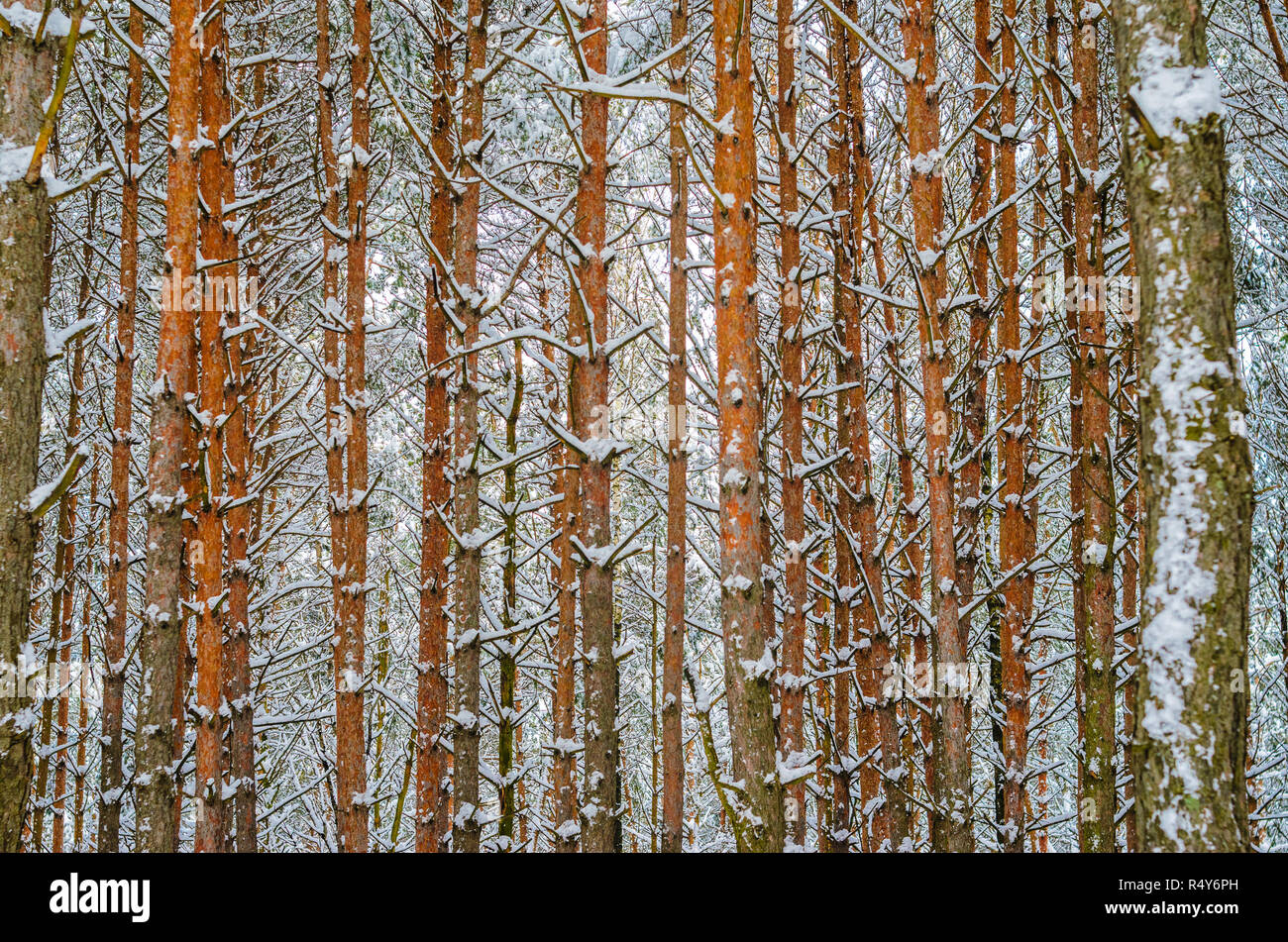 Pine forest winter background. Branches and trunks of pine trees ...