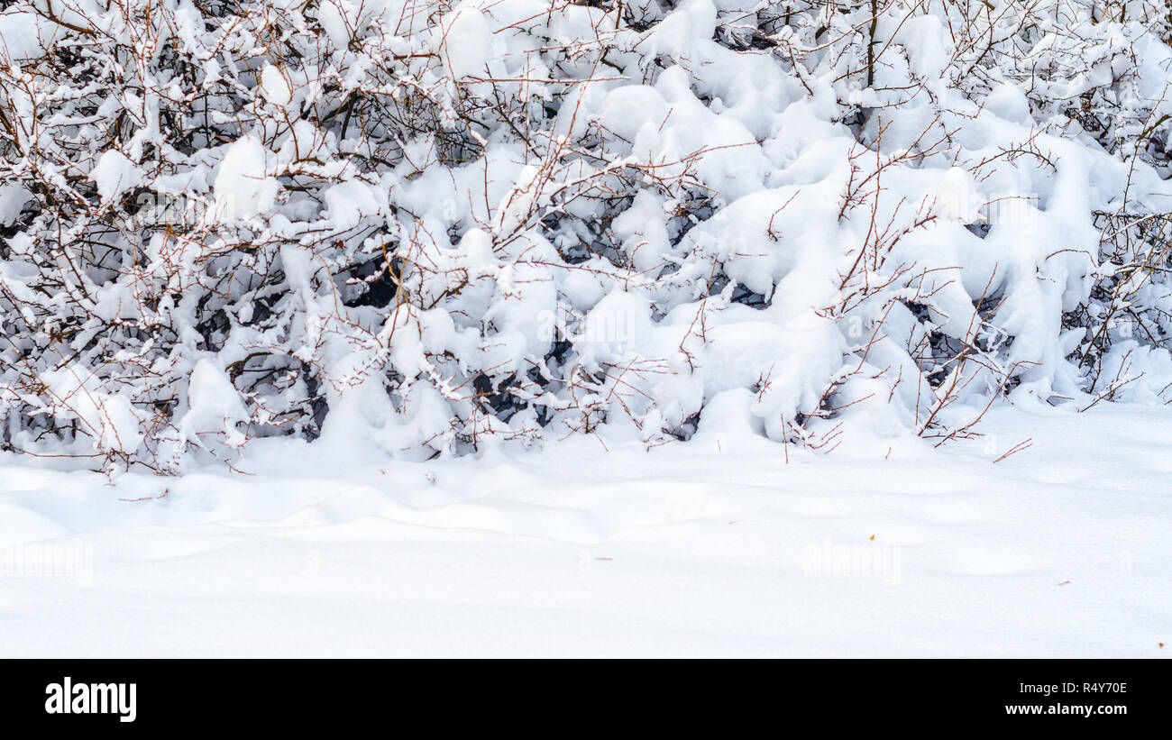 Shrubs and plants covered with a thick layer of snow. Winter weather ...