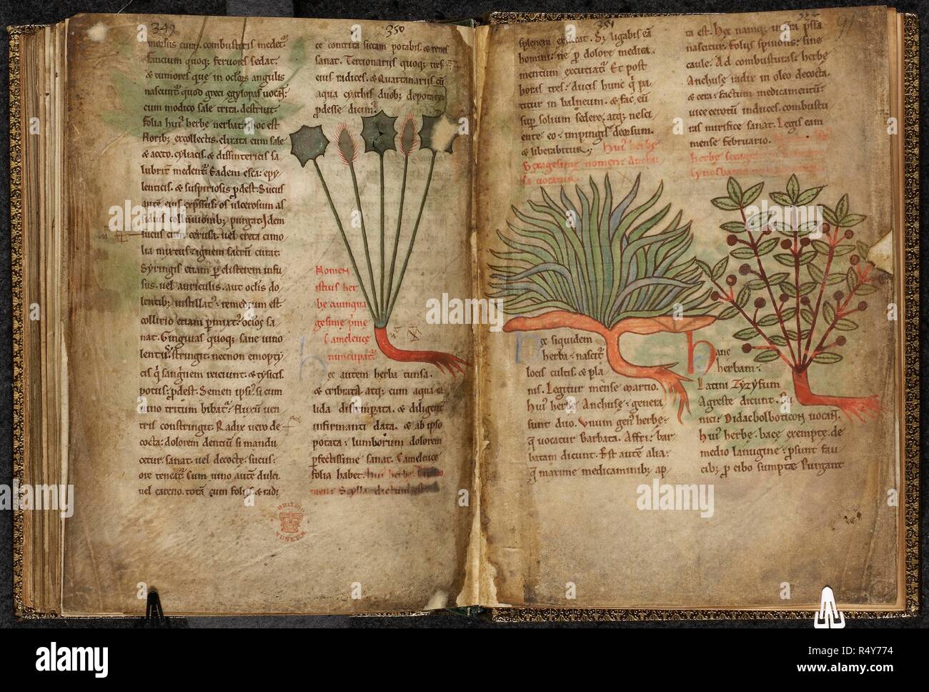 Page of illuminated manuscript with illustrations of plants. A herbal and bestiary Pharmacopoeia.  . Netherlands, S, or England. Medical miscellany of a pharmacopeial compilation, including a herbal and bestiary illustrating the pharmocopeial properties of animals. 3rd quarter of the 12th century. Source: Harley 1585 ff.90v-91. Language: Latin. Stock Photo