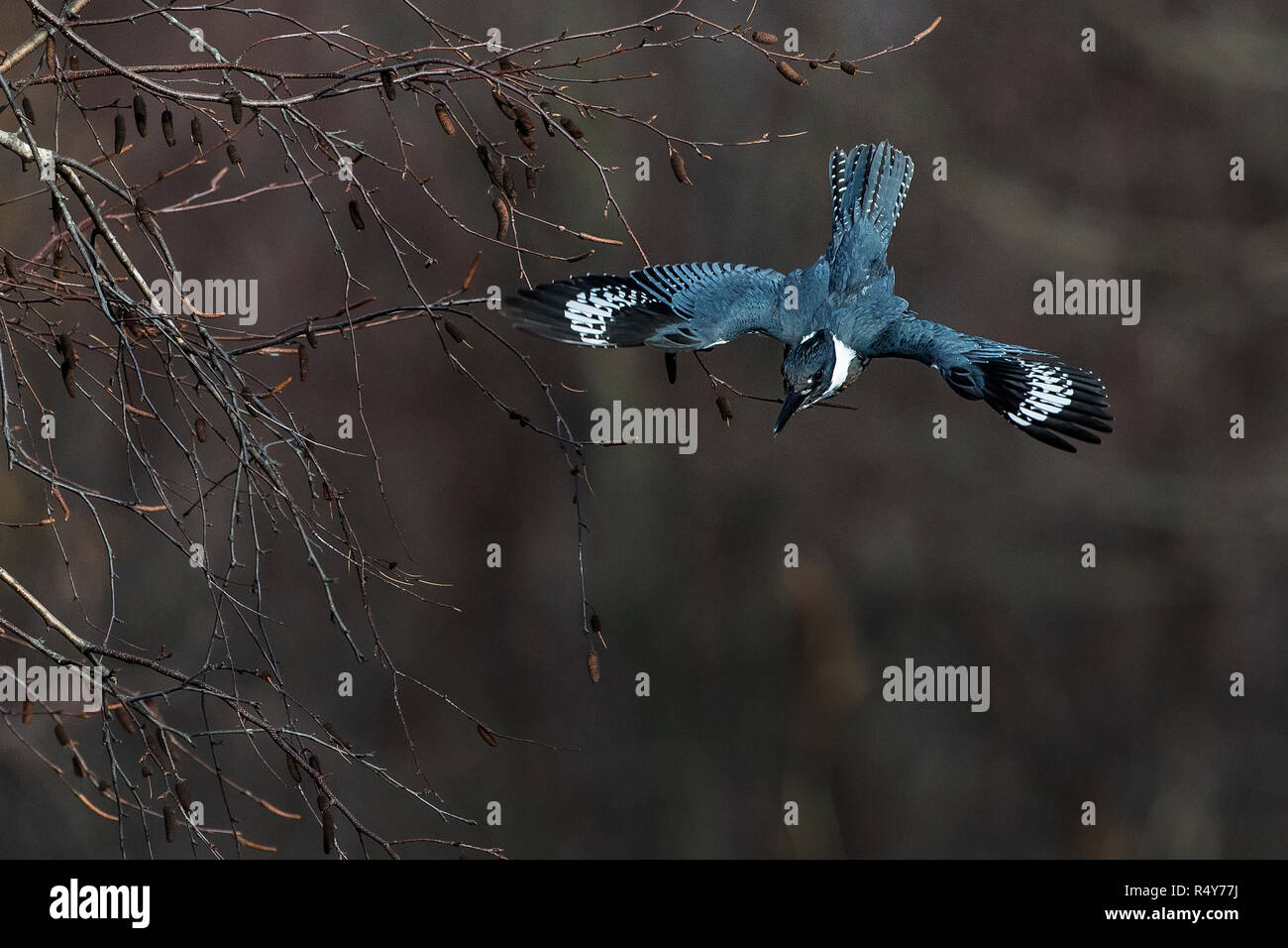 Kingfisher diving hires stock photography and images Alamy