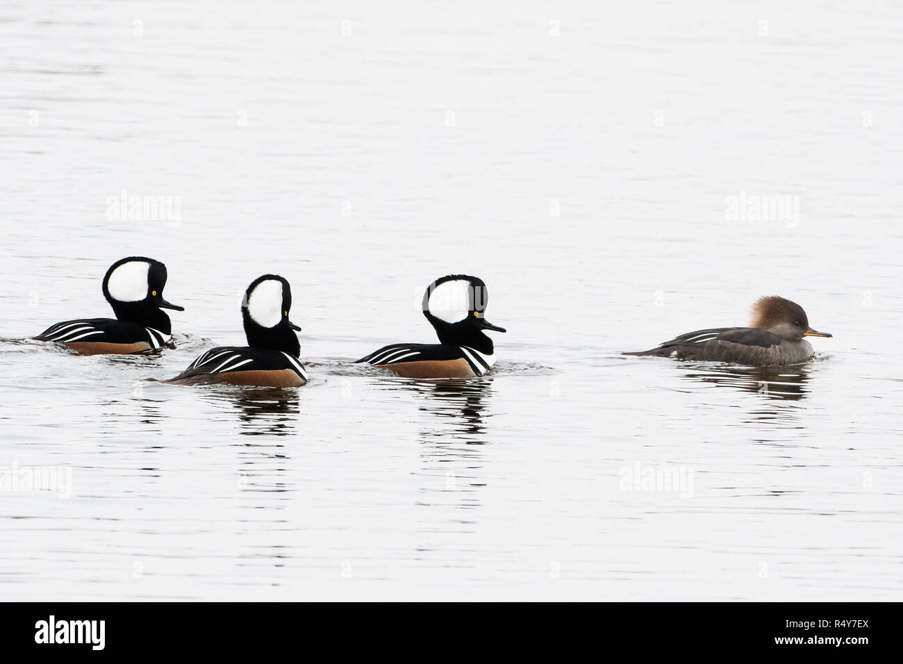 Three male hooded merganser swimming after female Stock Photo Alamy