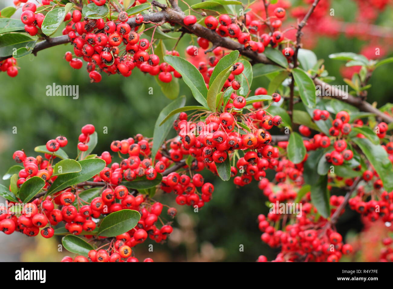 Pyracantha 'Saphyr Rouge', also called Cadrou, displaying berries in early winter garden, UK Stock Photo