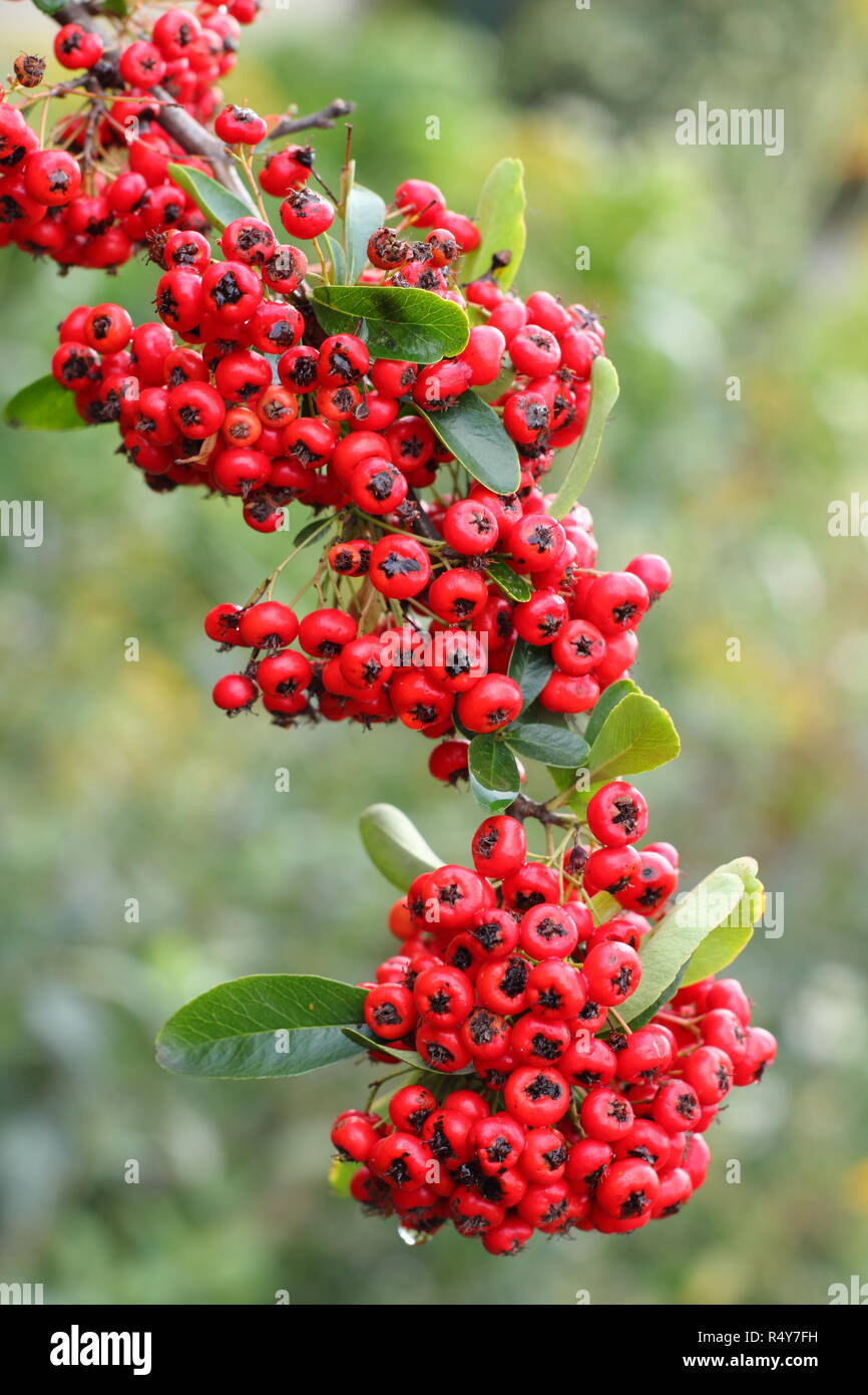 Pyracantha 'Saphyr Rouge', also called Cadrou, displaying berries in early winter garden, UK Stock Photo
