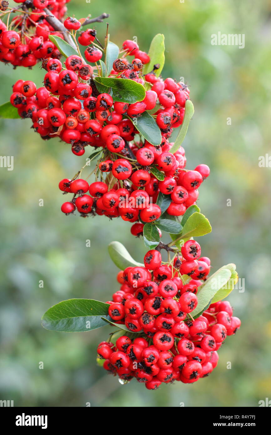 Pyracantha 'Saphyr Rouge', also called Cadrou, displaying berries in early winter garden, UK Stock Photo