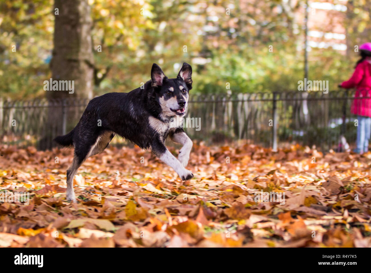 Dog playing in Autumn leaves Stock Photo