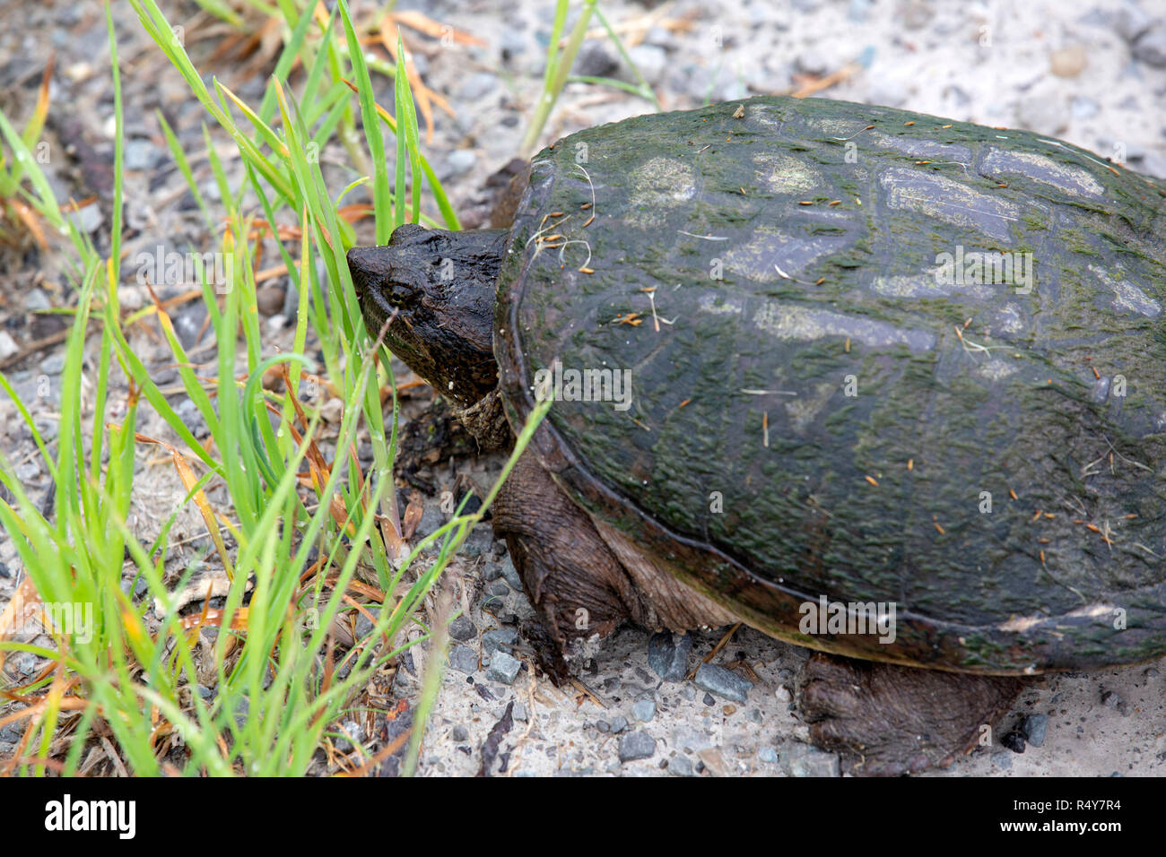 Snapping turtle (Chelydra serpentina) in Ontario, Canada. The turtles can grow up to around 16kg