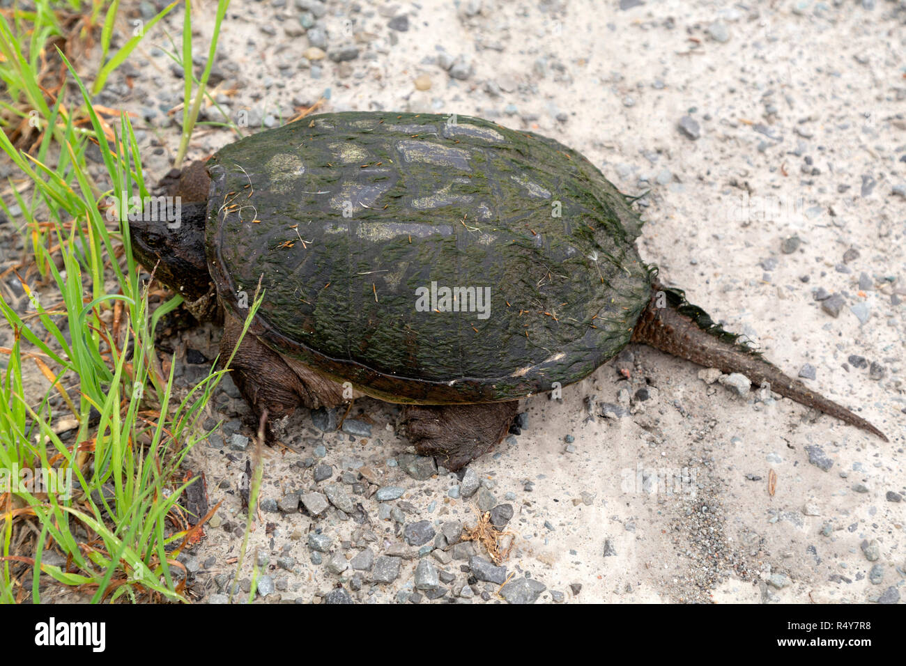 Snapping turtle (Chelydra serpentina) in Ontario, Canada. The turtles can grow up to around 16kg