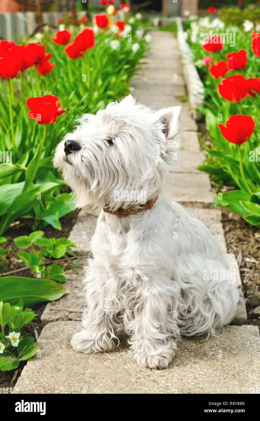 white dog in the garden Stock Photo - Alamy