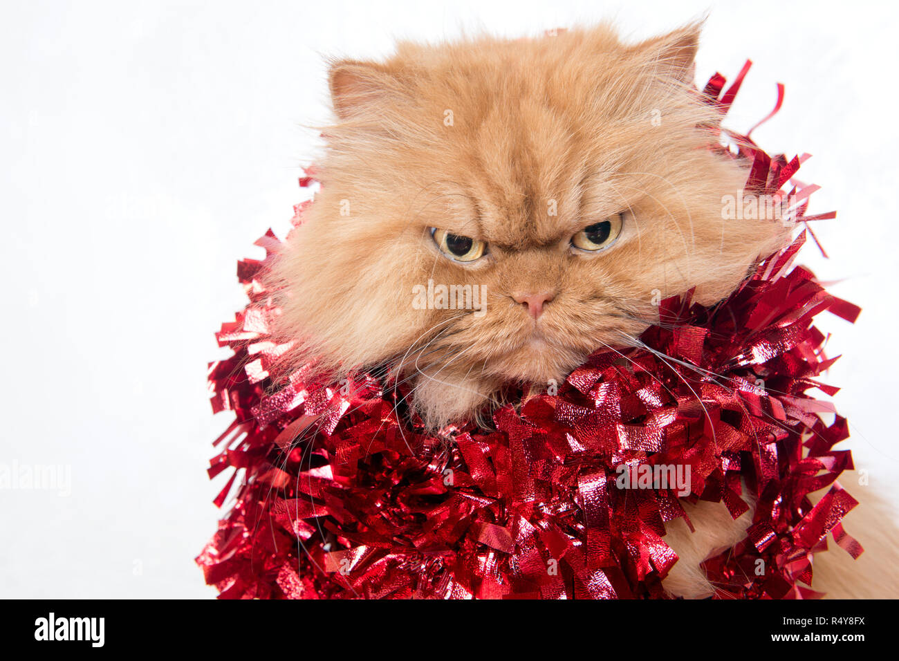 Head shot of ginger persian cat with red tinsel Stock Photo