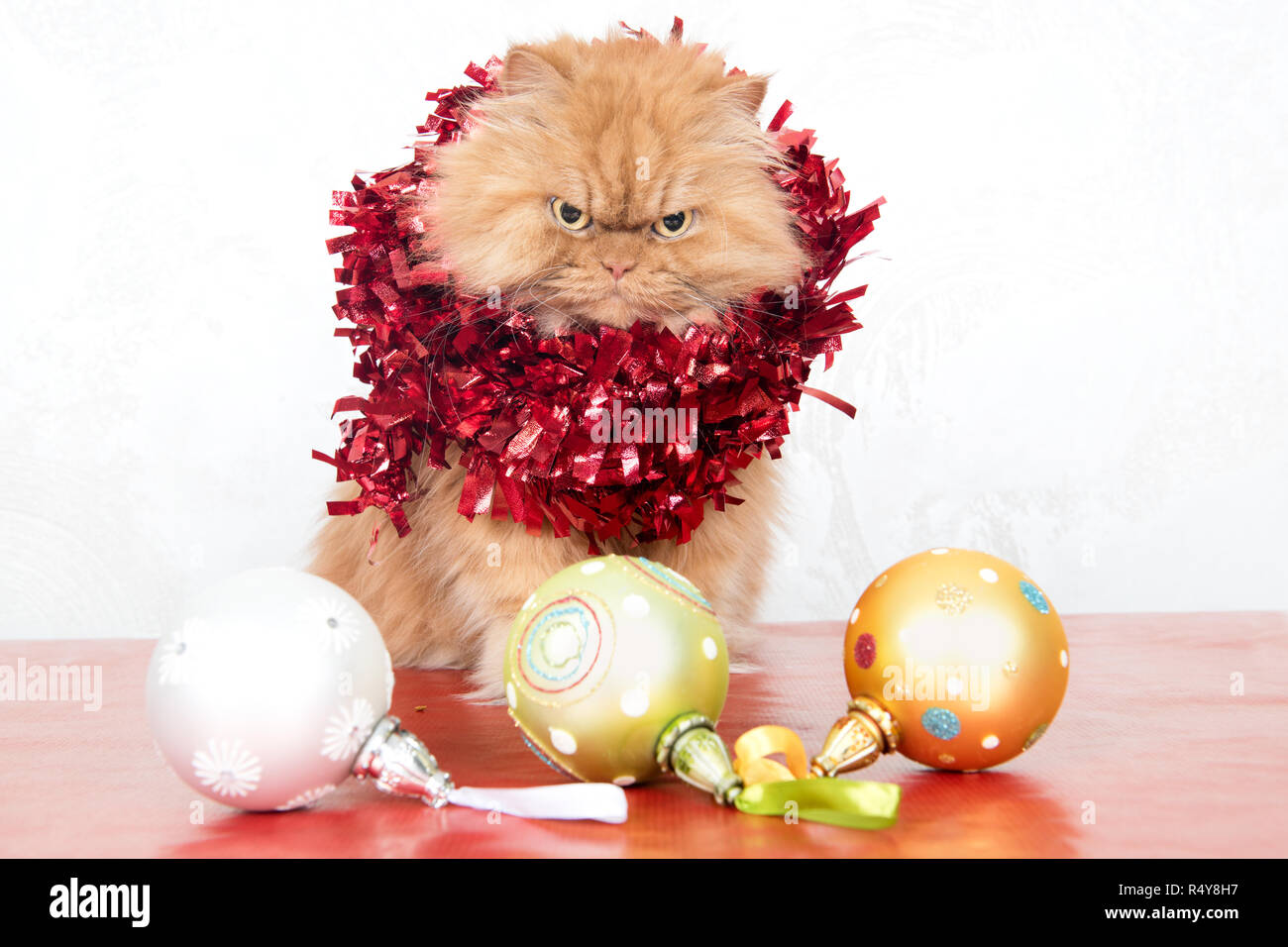 Portrait  of ginger persian cat with red tinsel and Christmas ornaments Stock Photo