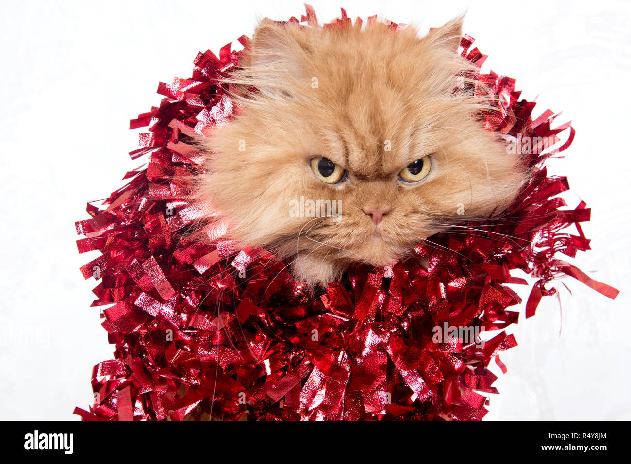 Head shot of ginger persian cat with red tinsel Stock Photo