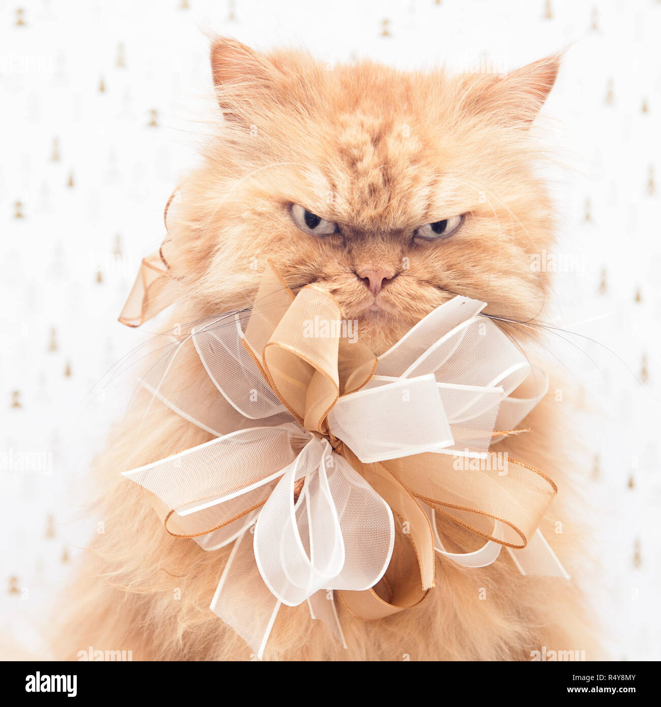 Close up studio portrait of ginger Persian cat with ribbon bowfinger cat Stock Photo