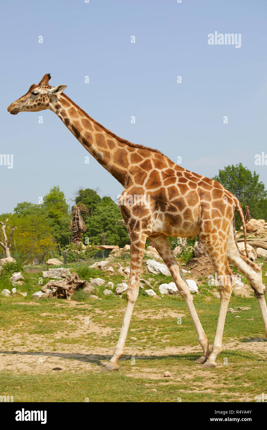 Giraffe in a zoo, Italy Stock Photo