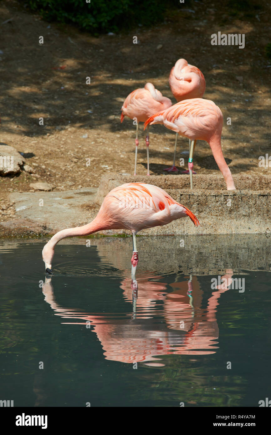 Flamingos reflected in the water Stock Photo