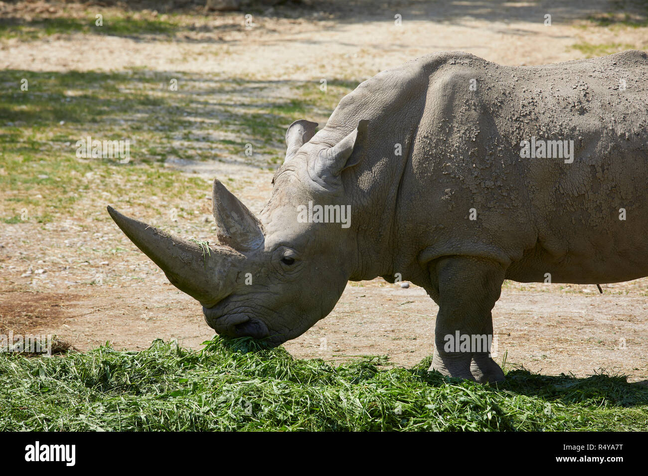 Feeding rhino in a zoo, Italy Stock Photo