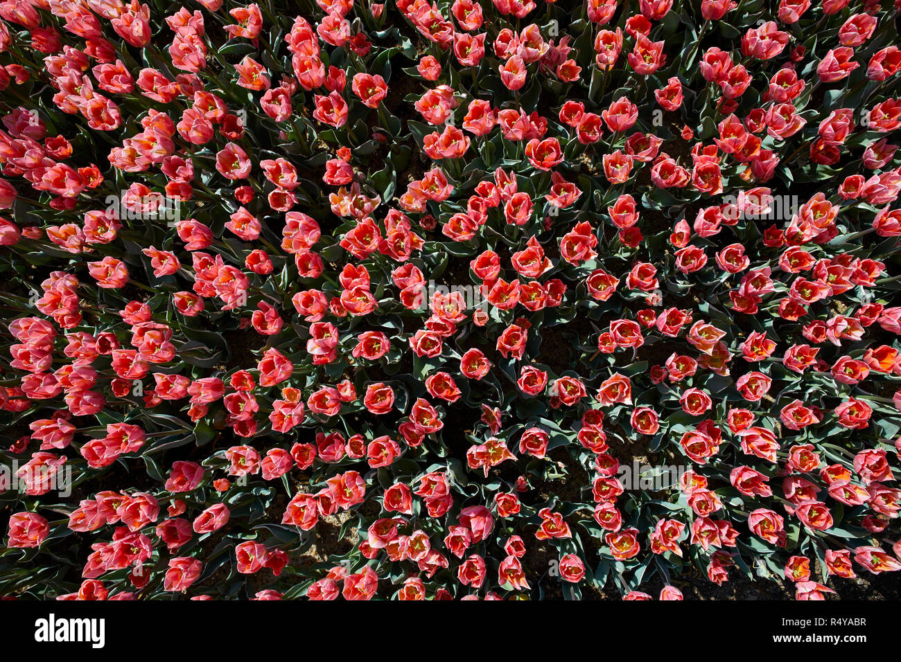 Close up of flowers at the naturalistic park of Sigurta, Verona province, Italy Stock Photo