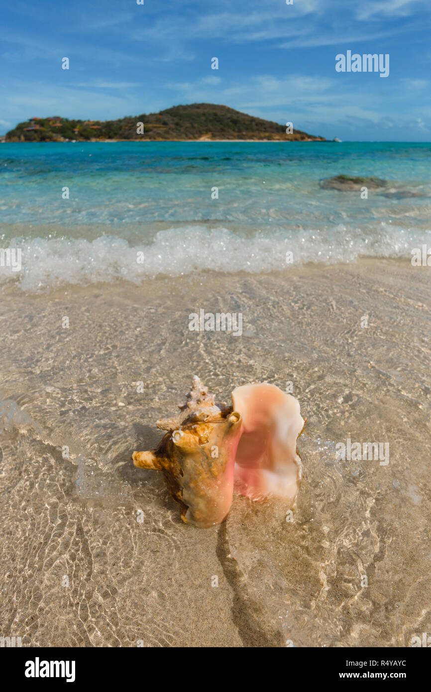 Conch Shells littered on Prickly Pear Island near Virgin Gorda in the