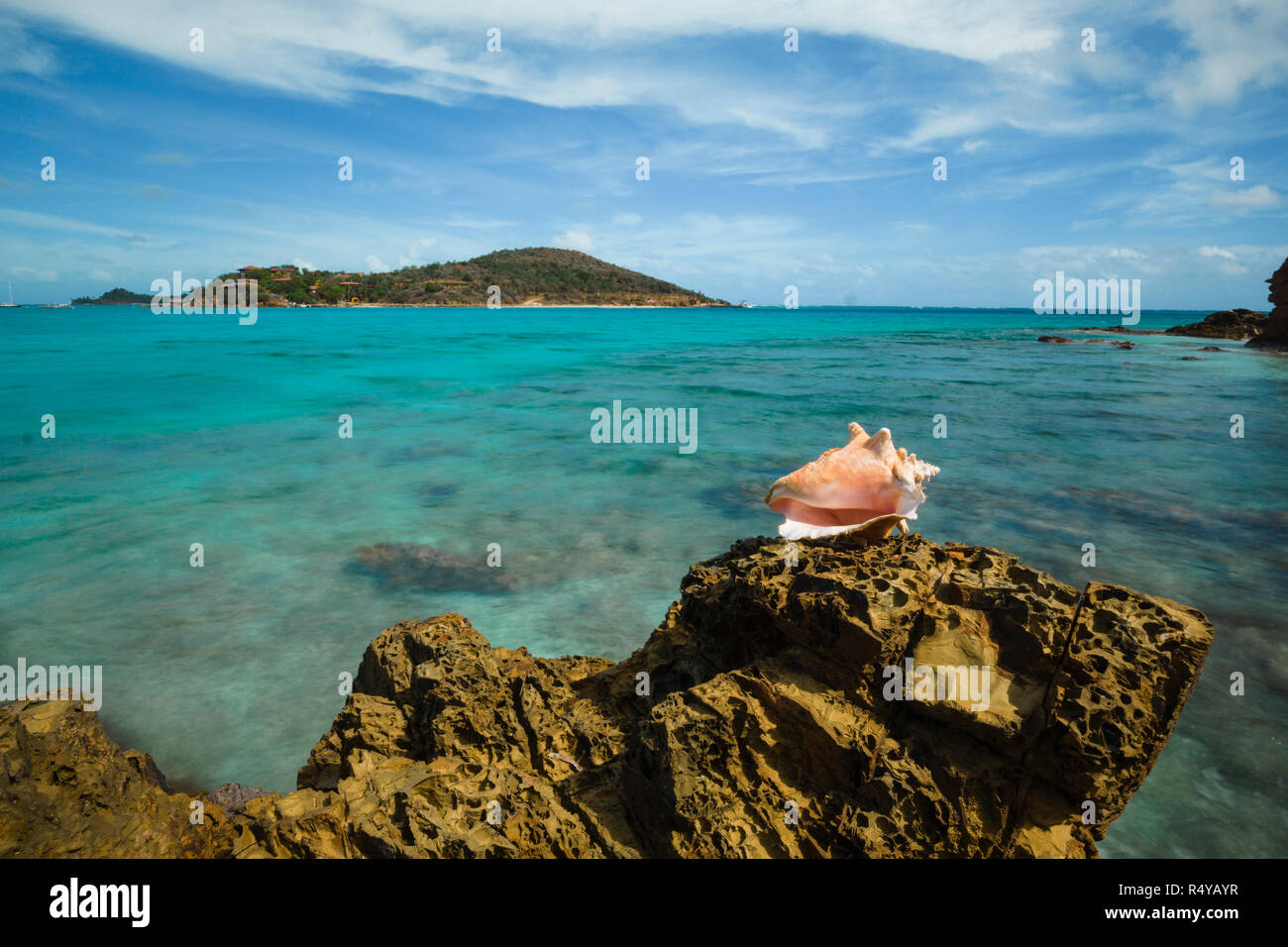 Conch shell island hires stock photography and images Alamy