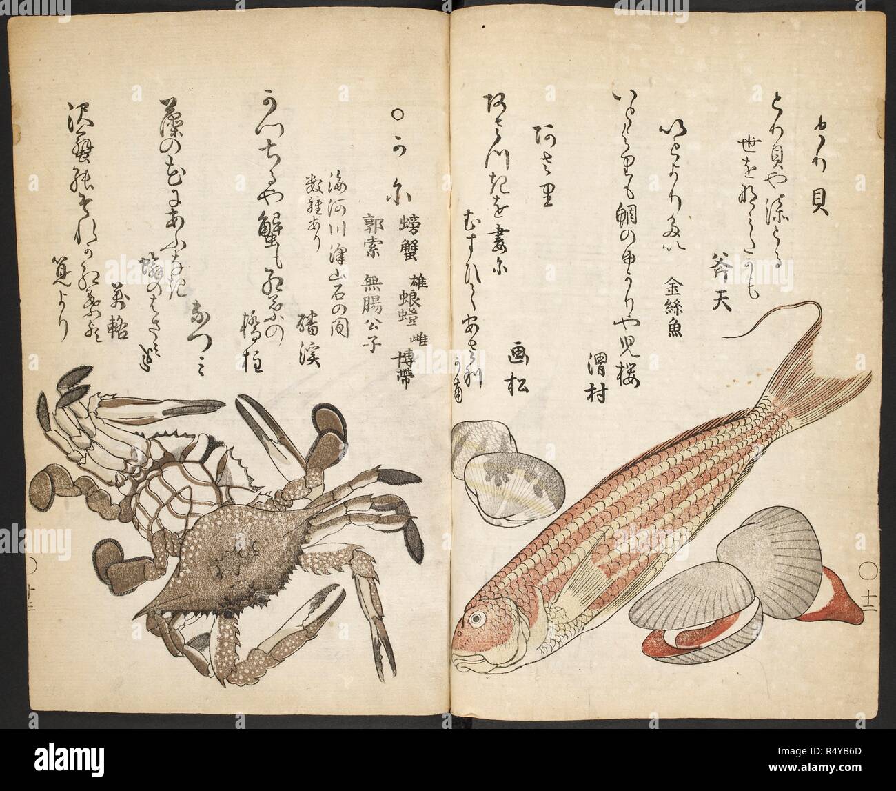 Fish, shell fish and crabs. Umi no sachi [The Bounty of the Sea]. Edo [Tokyo], Japan, 1778 (original edition 1762). Fish, shell fish and crabs  Image taken from Umi no sachi (The Bounty of the Sea)  Published in Edo [Tokyo], Japan, 1778 (original edition 1762). . Source: 16116.d.17. Language: Japanese. Author: KATSUMA RYUSAI. Stock Photo