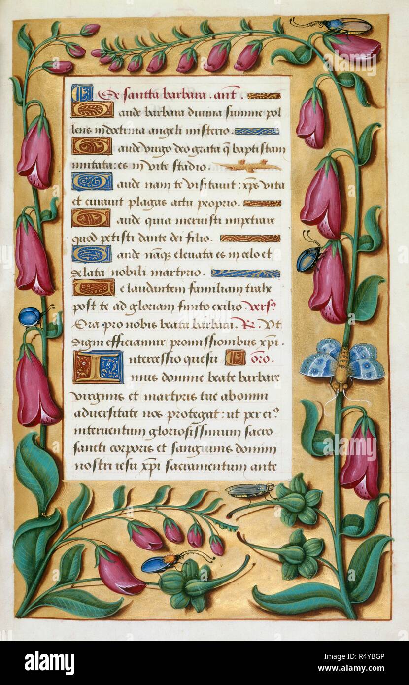 Text. Borders with trompe l'oeil decoration of foxgloves. Book of Hours. France (Tours), 1510-1525; detached calendar leaves detached calendar leaves circa 1540. Source: Add. 18855, f.107. Language: Latin and French. Author: Workshop of Jean Bourdichon. Stock Photo