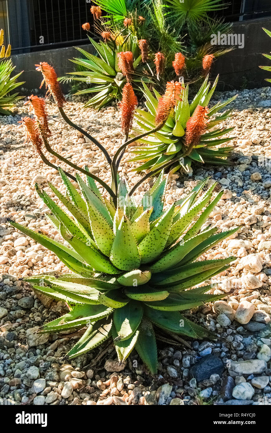 Windhoek aloe hi-res stock photography and images - Alamy