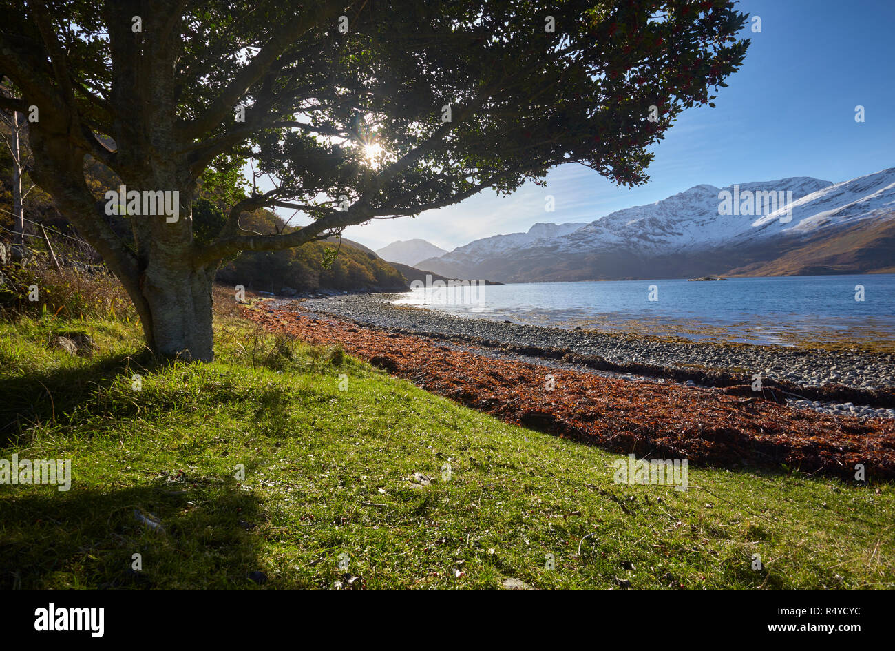 Tree on the shore of Loch Hourn, Scotland. Stock Photo