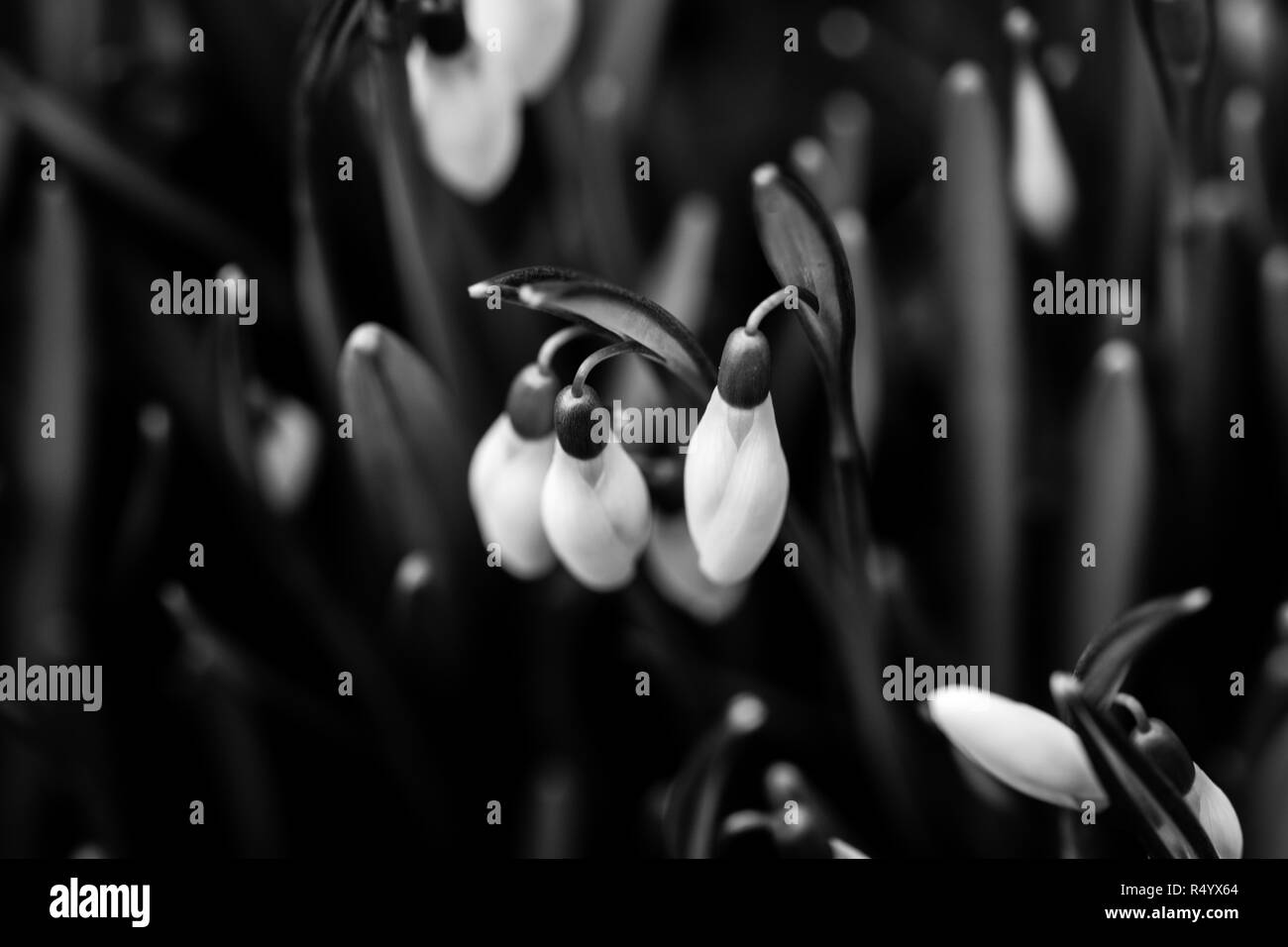 Snowdrops in Monochrome Stock Photo