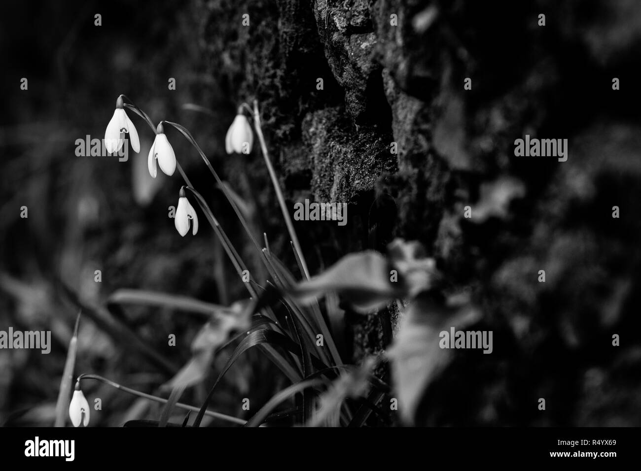 Snowdrops in Monochrome Stock Photo