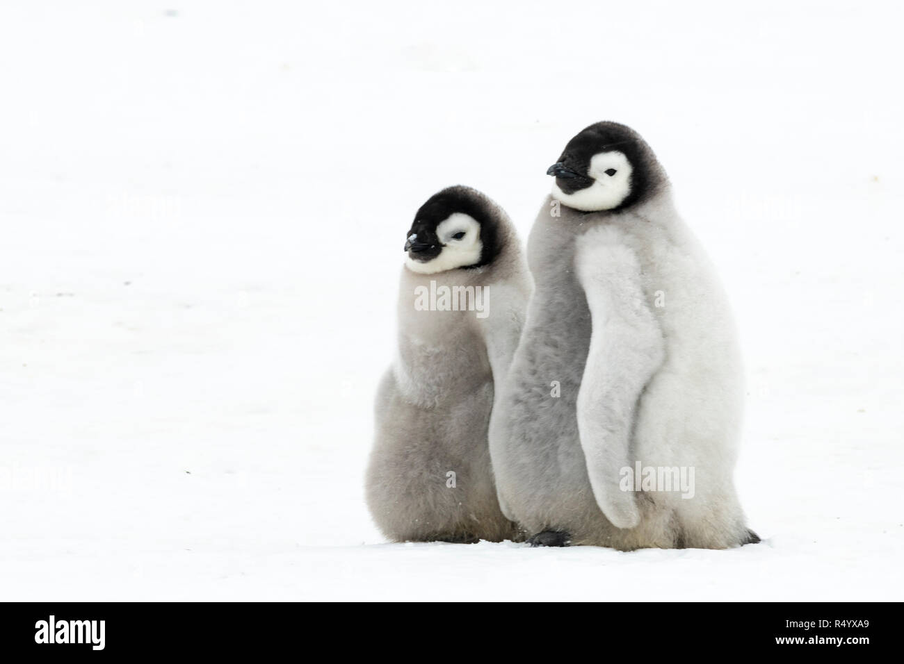 Two Emperor Penguins Chicks on ice in Antarctica Snow Hill Stock Photo