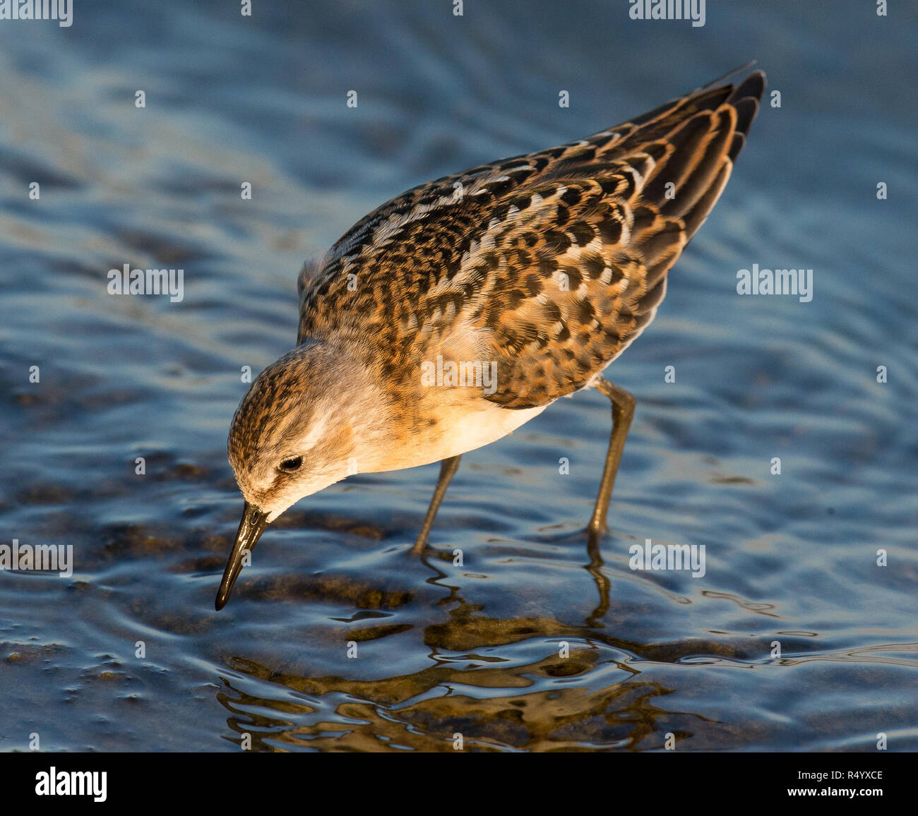 Little stint in evening sun at sunset at farmer reservoir oxfordshire Stock Photo