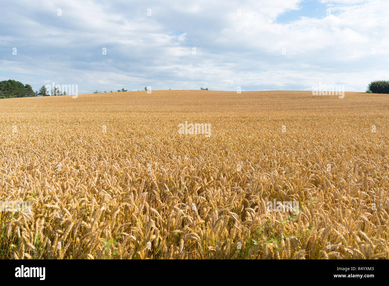 Danish wheat field hi-res stock photography and images - Alamy