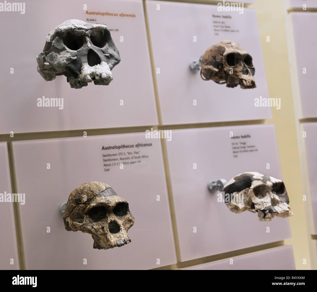 Hominid skulls Hominin skulls including two species of Australopithecus and one of genus Homo Stock Photo