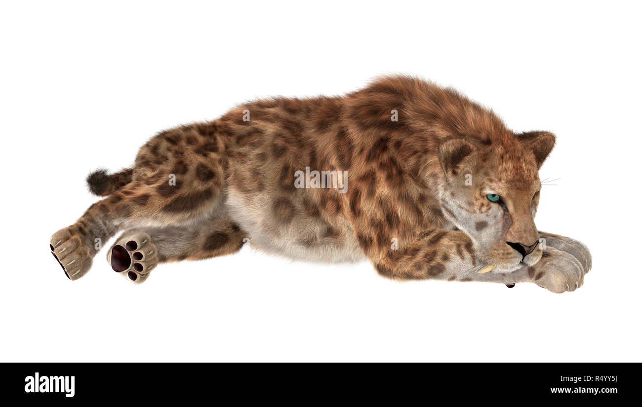 Saber tooth tiger hunting hi-res stock photography and images - Alamy