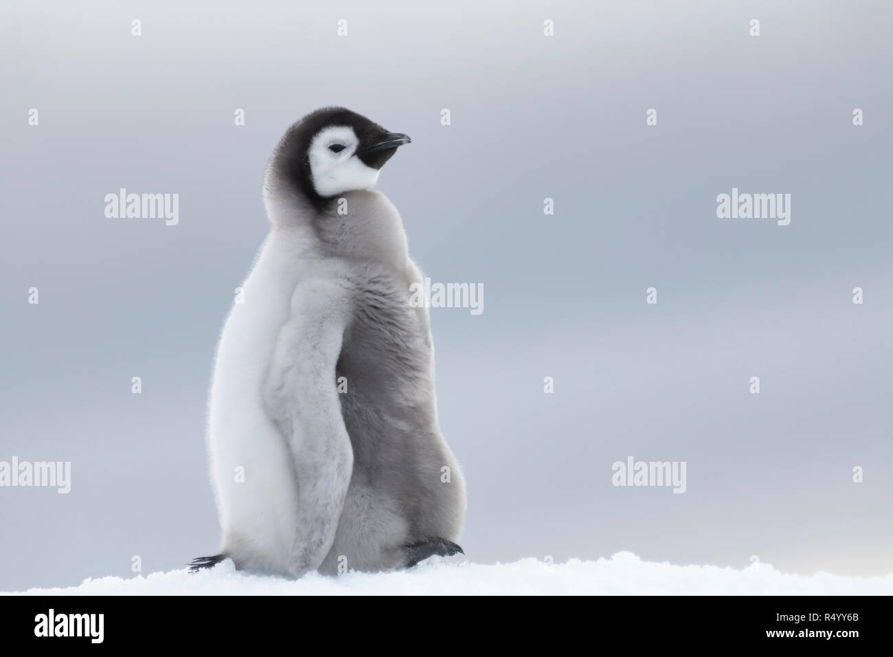 Emperor Penguin chick on ice Stock Photo