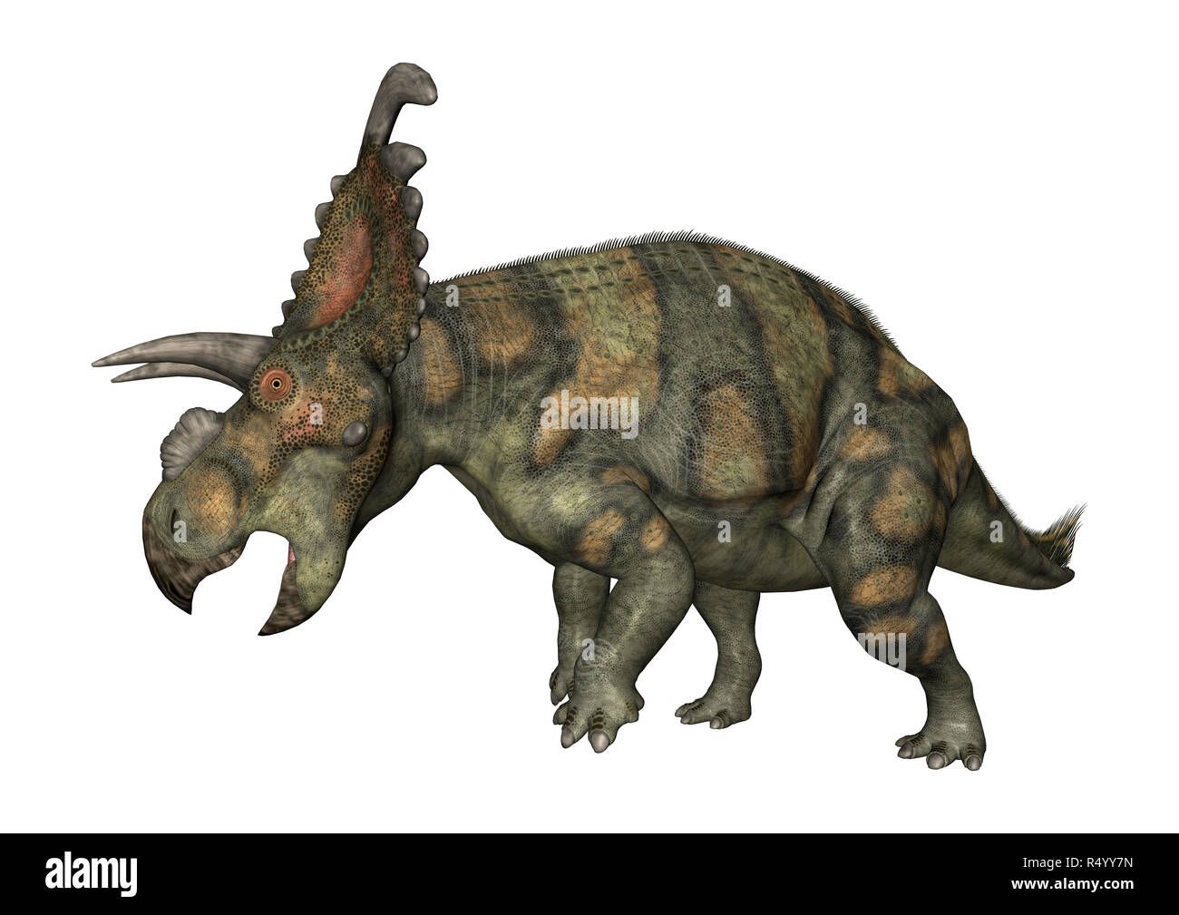 3D Rendering Dinosaur Albertaceratops on White Stock Photo - Alamy