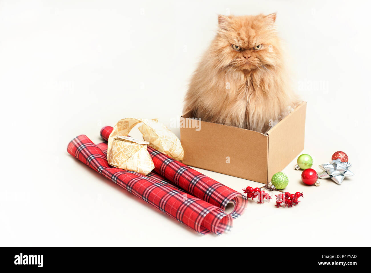 Long haired orange Persian cat  sitting in tiny box with ornaments and wrapping paper Stock Photo