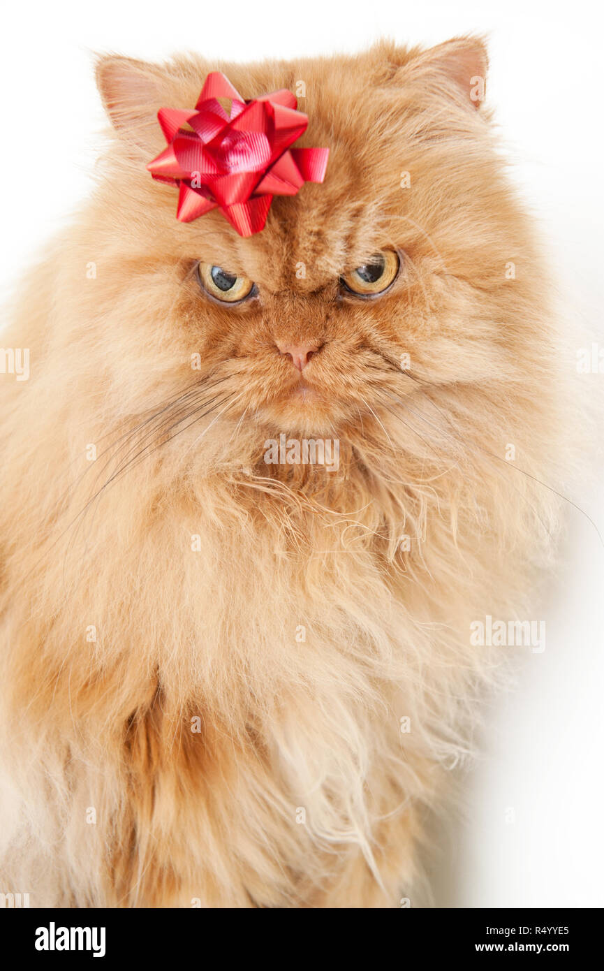 Christmas ginger Persian cat with a red bow Stock Photo