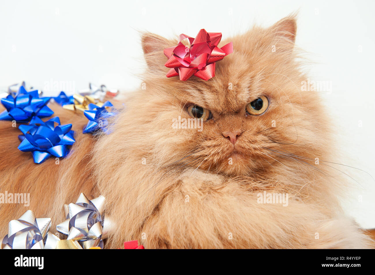 Christmas ginger Persian cat with a red bow Stock Photo