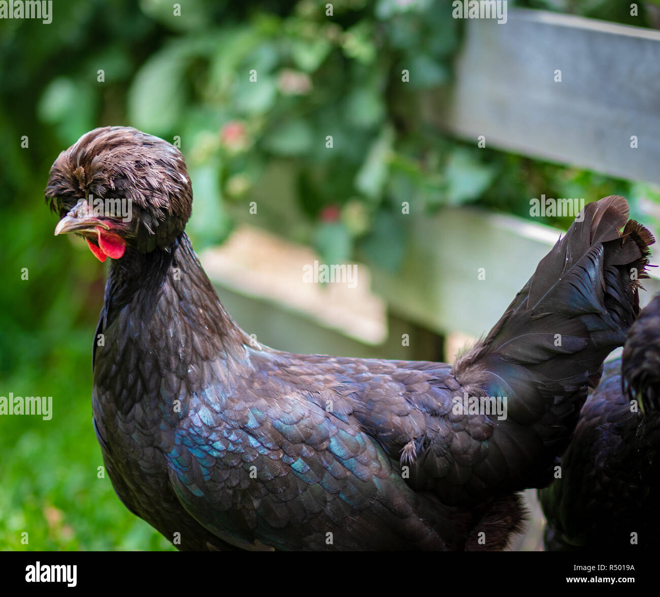 Black chicken, Polish breed bantam hen with characteristic pom pom crested head feathers, a good free range backyard chicken or quirky pet Stock Photo