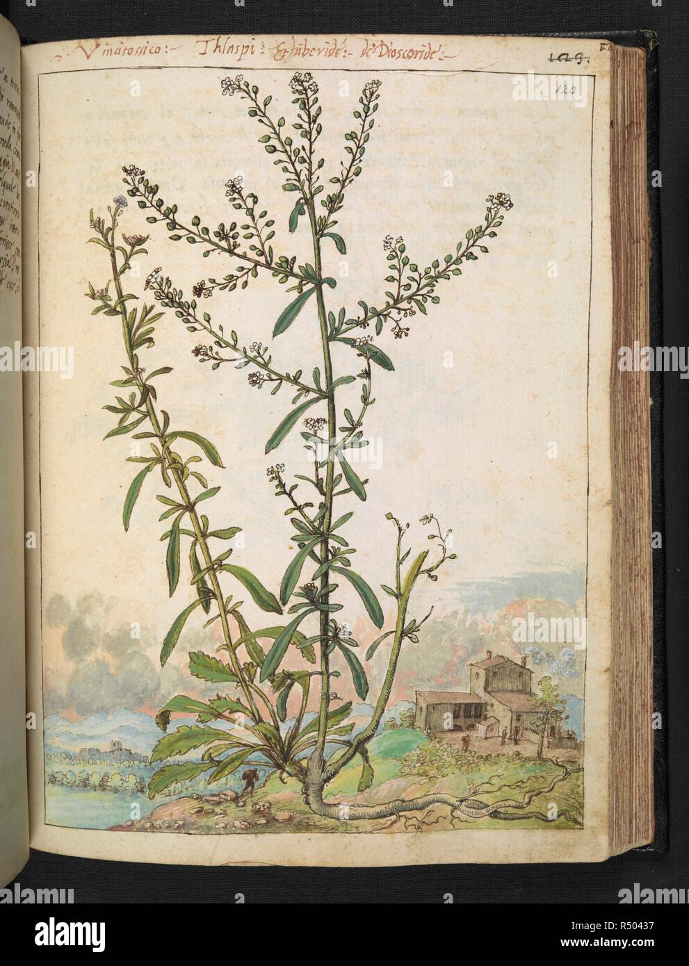 Thlaspi.'  Thlaspi, pennycress is a genus of herbs.  . Coloured drawings of plants, copied from nature in the Roman States, by Gerardo Cibo. Vol. I. Pietro Andrea Mattioli, Physician, of Siena: Extracts from his edition of Dioscorides' 'de re Medica':. Italy, c. 1564-1584. Source: Add. 22332 f.120. Language: Italian. Author: Cibo, Gheraldo. Stock Photo
