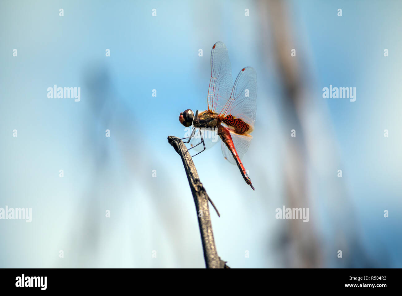 Dragonfly perched on a branch Stock Photo