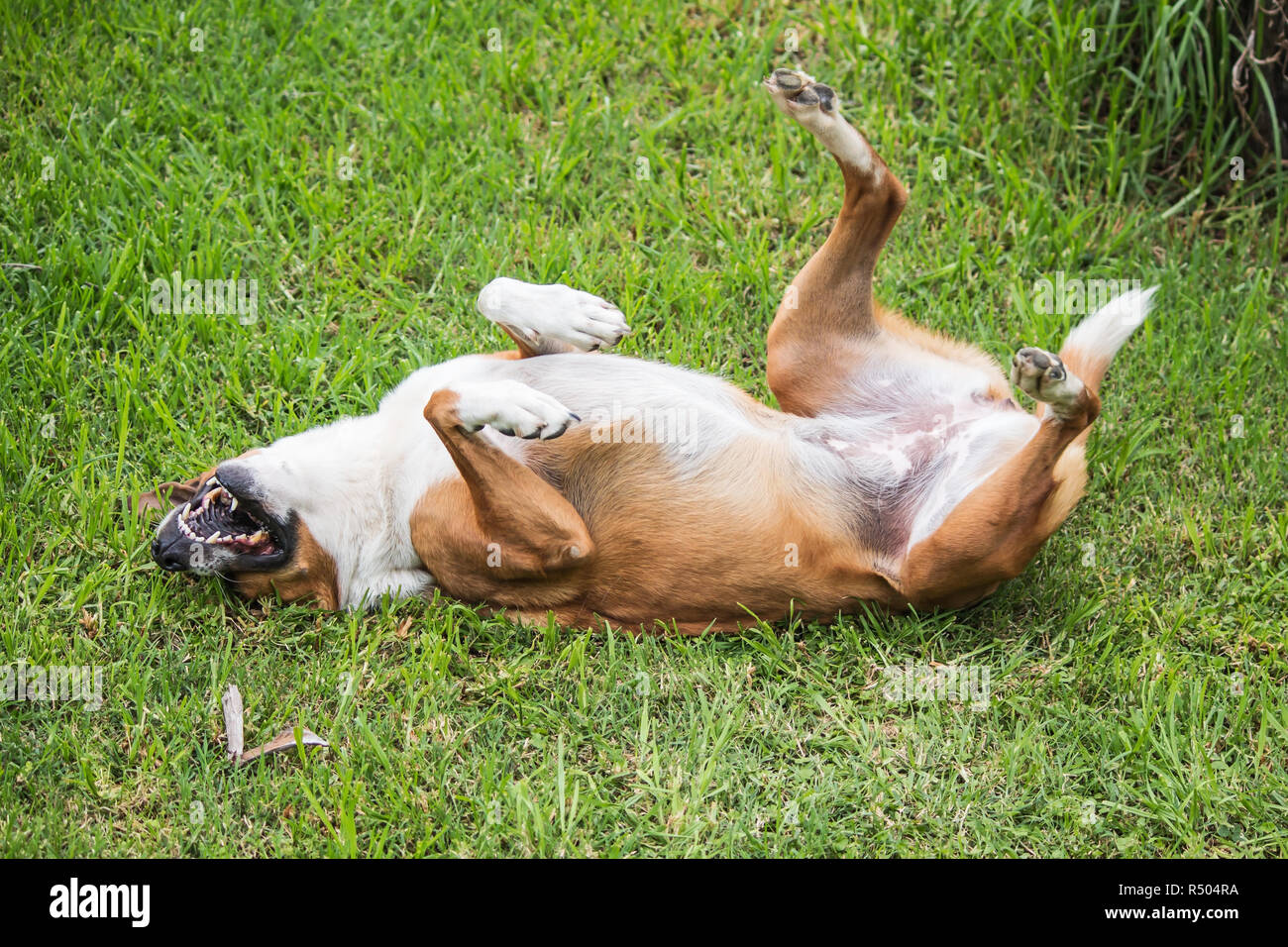 Dog rolling in grass hires stock photography and images Alamy