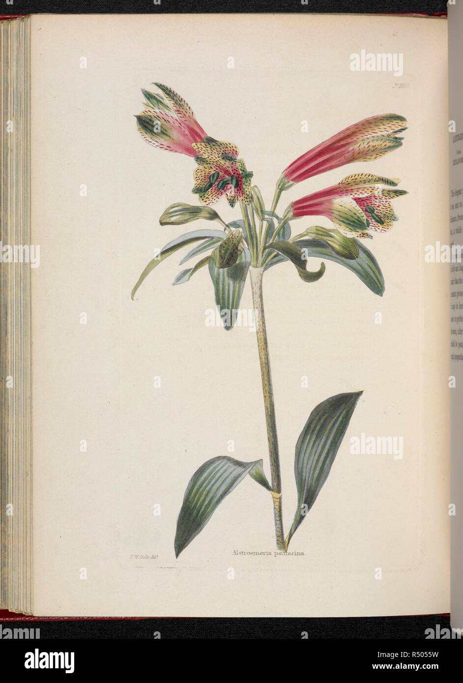 Alstroemeria psittacina. The Botanical Cabinet, consisting of coloured delineations of plants, from all countries, with a short account of each, etc. By C. Loddiges and Sons ... The plates by G. Cooke. vol. 1-20. London, 1817-33. Source: 443.b.21, vol.17, no.1666. Author: Cooke, George. Stock Photo